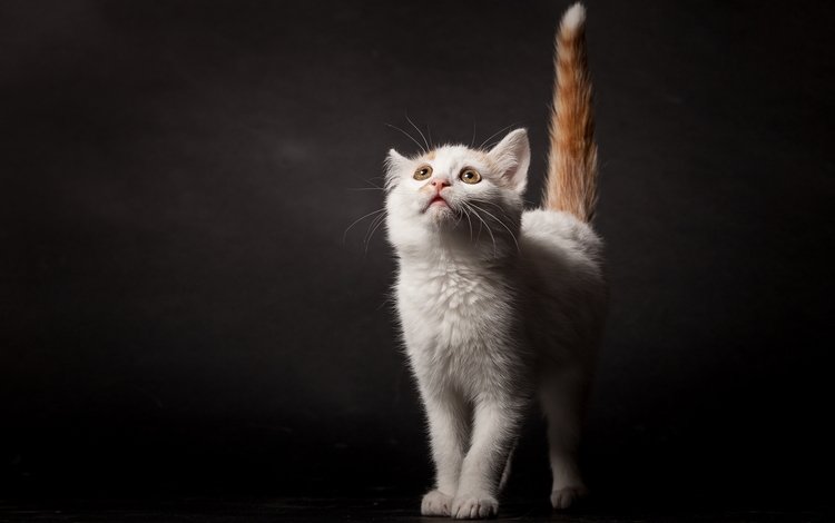 поза, кошка, взгляд, котенок, темный фон, хвост, pose, cat, look, kitty, the dark background, tail