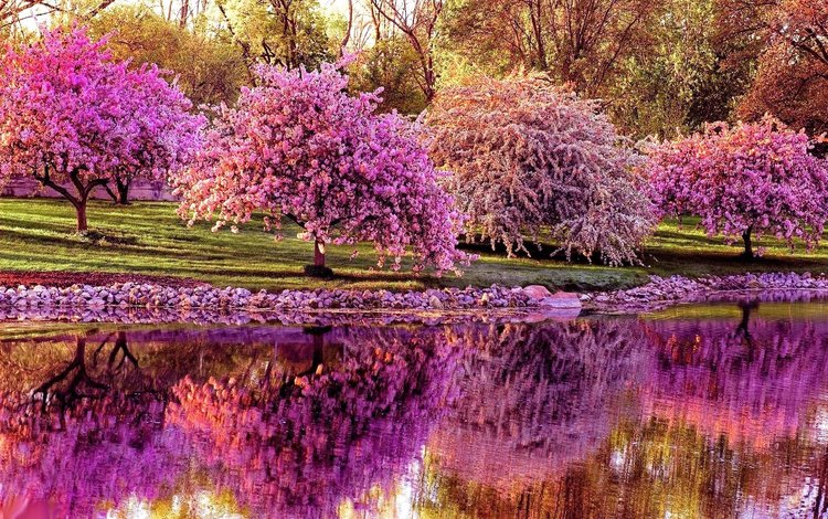 цветение, отражение, парк, весна, пруд, сакура, парки, деревь, flowering, reflection, park, spring, pond, sakura, parks, trees