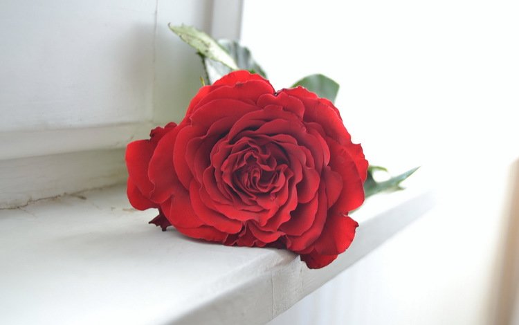 фон, цветок, роза, background, flower, rose