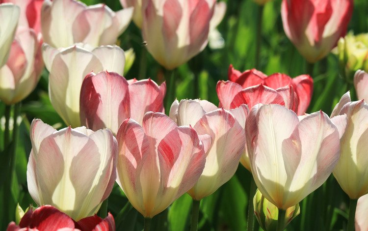 свет, цветы, бутоны, макро, лепестки, весна, тюльпаны, light, flowers, buds, macro, petals, spring, tulips