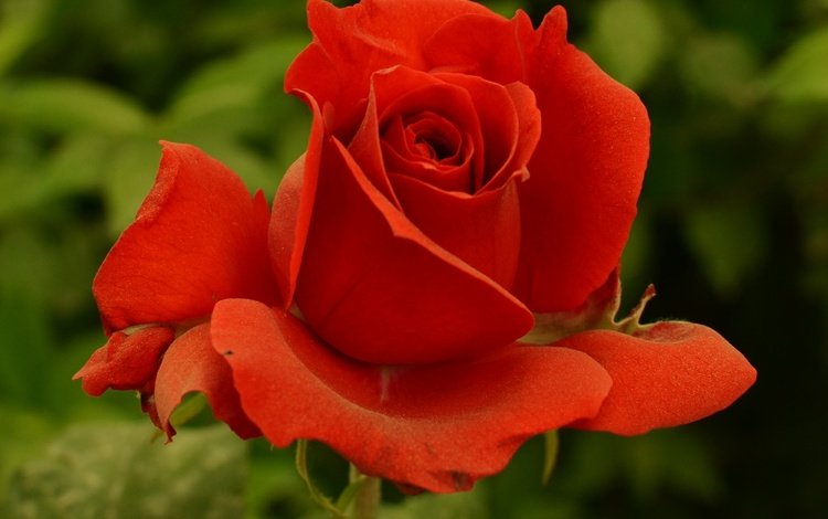 цветок, роза, красная, краcный, flower, rose, red