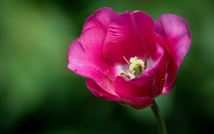 макро, фон, бутон, тюльпан, macro, background, bud, tulip