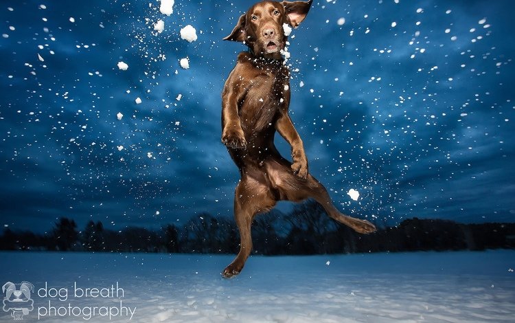 фото, собака, прыгает, лобрадор, photo, dog, jumping, labrador