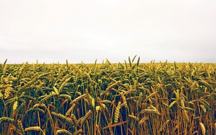 поле, колосья, пшеница, посевы, нива, field, ears, wheat, crops, niva