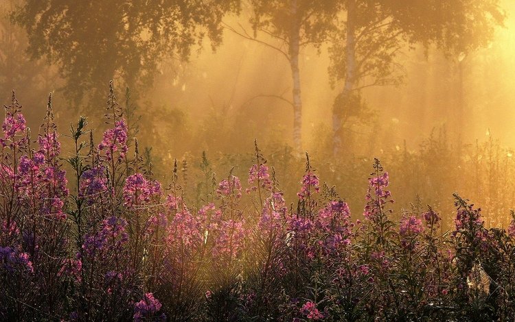 цветы, трава, деревья, лучи, утро, туман, березы, flowers, grass, trees, rays, morning, fog, birch