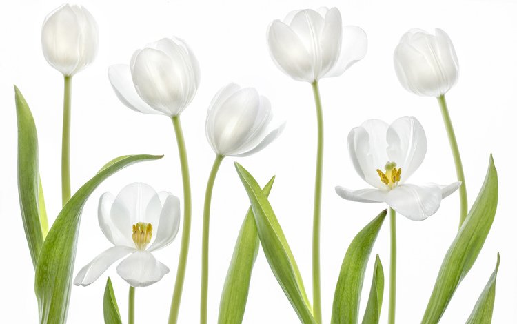 макро, белый, тюльпан, macro, white, tulip