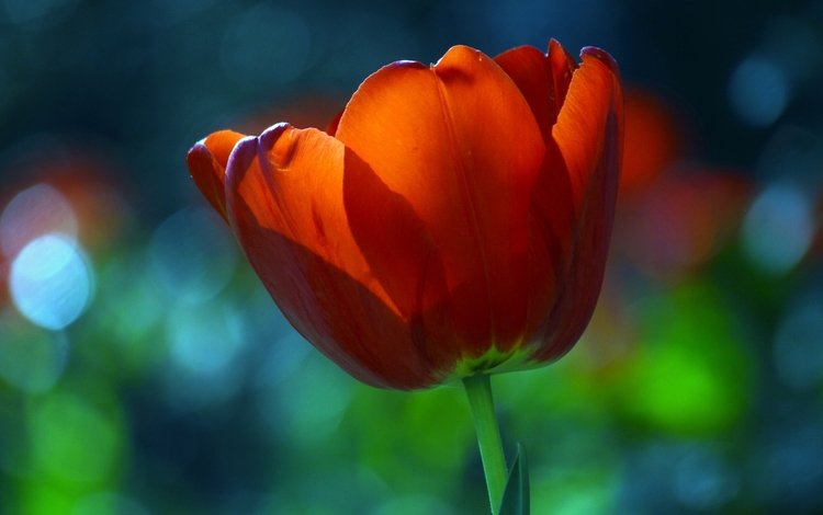макро, красный, тюльпан, macro, red, tulip