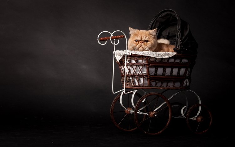 кот, кошка, темный фон, рыжий, коляска, персидский, cat, the dark background, red, stroller, persian