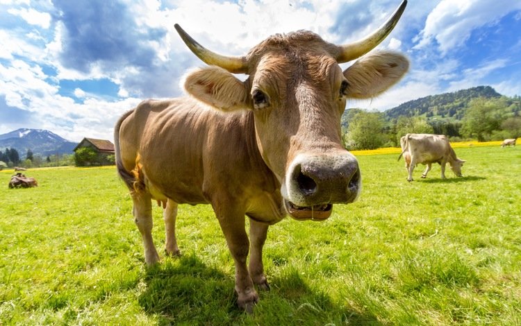 животные, ферма, коровы, домашний скот, молочный скот, animals, farm, cows, livestock, dairy cattle