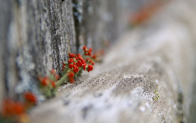 цветы, природа, забор, flowers, nature, the fence