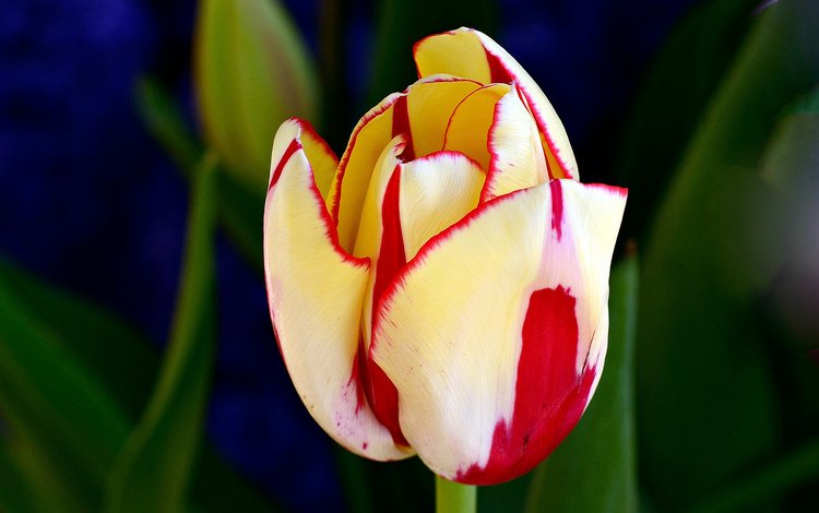 фон, бутон, тюльпан, яркий, background, bud, tulip, bright