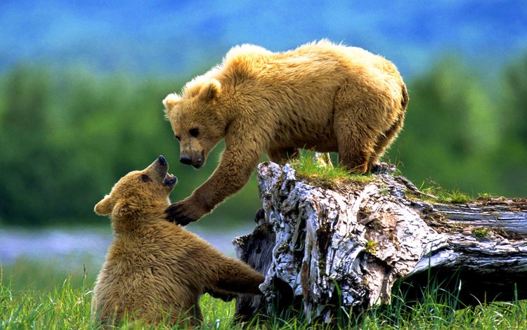 животные, медведи, аляска, медвежата, дикие животные, бурые, animals, bears, alaska, wild animals, brown
