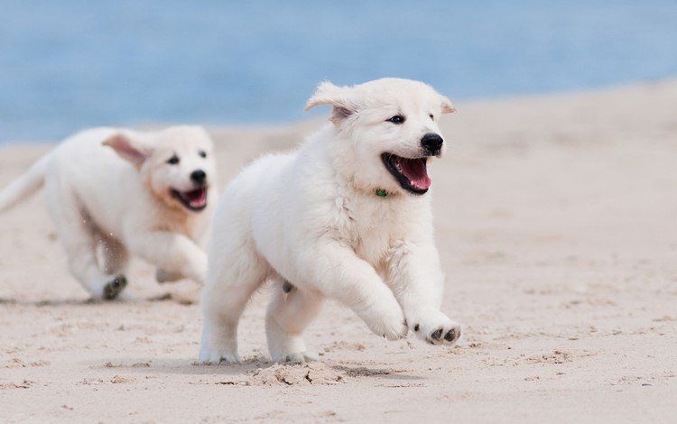 песок, белый, щенок, песик, бег, sand, white, puppy, doggie, running
