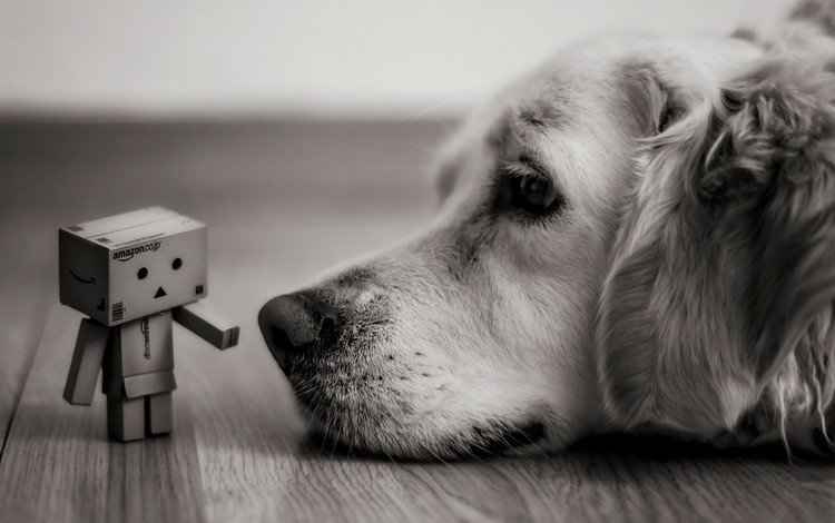 чёрно-белое, собака, печаль, друзья, данбо, картонный робот, робот бумага, black and white, dog, sadness, friends, danbo, cardboard robot, robot paper