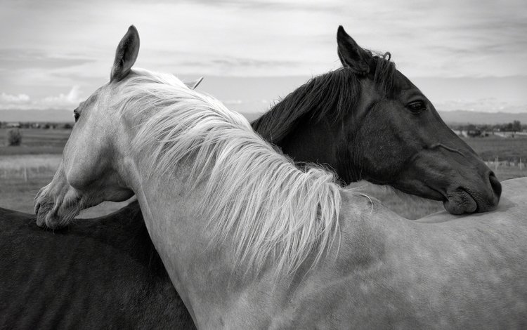 чёрно-белое, лошади, кони, дружба, black and white, horse, horses, friendship
