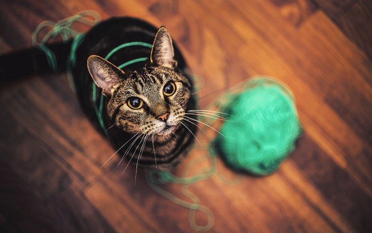 кот, кошка, игра, клубок, нитки, моток, cat, the game, tangle, thread, a coil