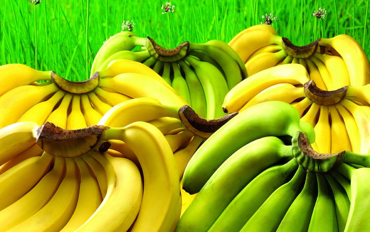 трава, зелень, фрукты, зеленые, много, желтые, бананы, крупным планом, grass, greens, fruit, green, a lot, yellow, bananas, closeup