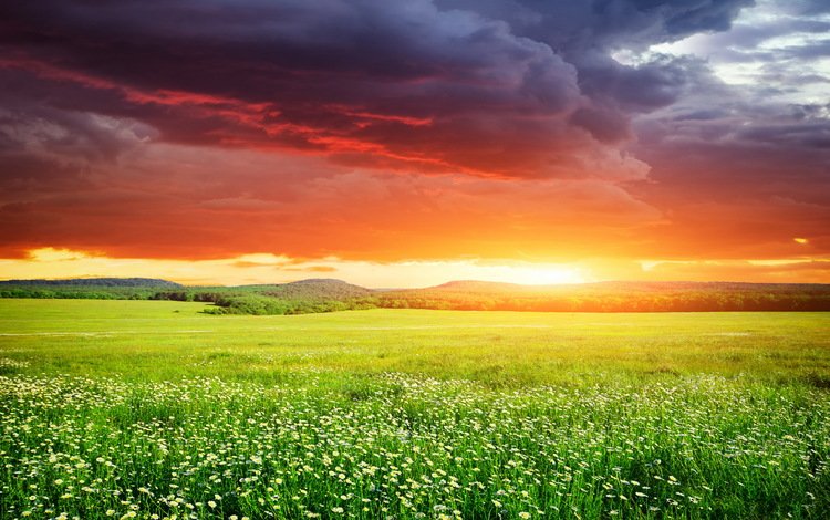 небо, цветы, трава, закат, поле, неба, ландшафт, на природе, the sky, flowers, grass, sunset, field, sky, landscape, nature