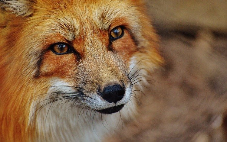 морда, взгляд, лиса, хищник, лисица, лис, face, look, fox, predator