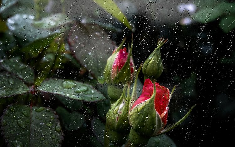 цветы, бутоны, капли, розы, дождь, роз, цветком, flowers, buds, drops, roses, rain, flower