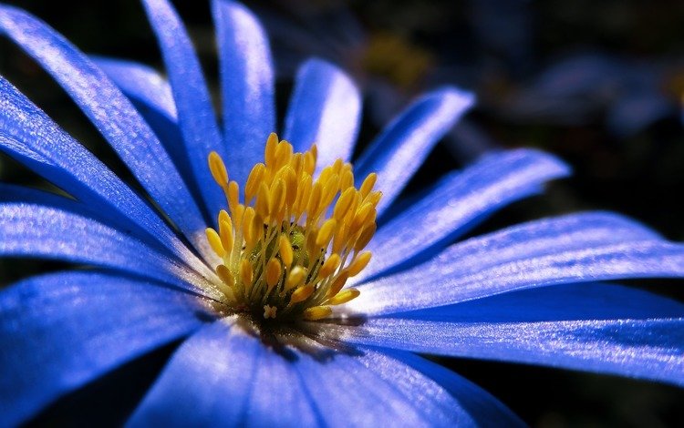 макро, синий, цветок, лепестки, весна, анемон, macro, blue, flower, petals, spring, anemone