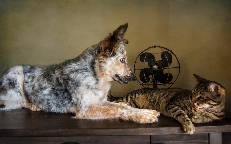 кошка, собака, друзья, австралийская овчарка, вентилятор, cat, dog, friends, australian shepherd, fan