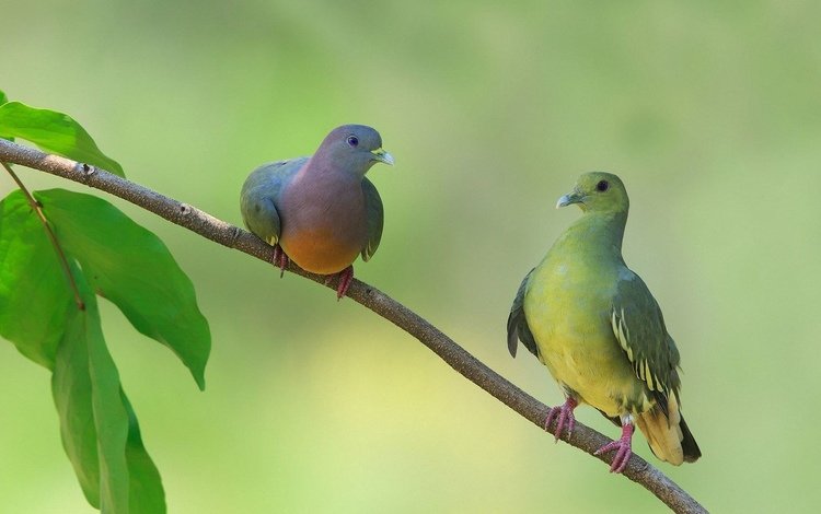 на ветке, два, сидят, голубя, on the branch, two, sitting, dove