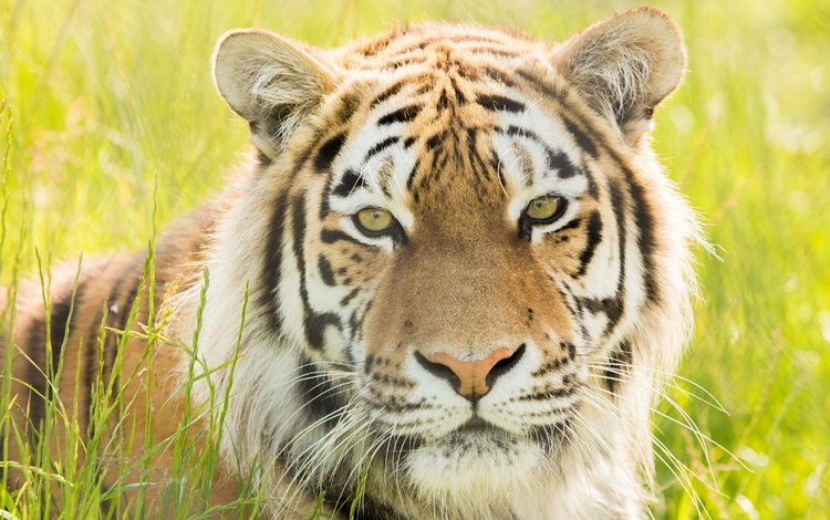 тигр, морда, портрет, хищник, дикая кошка, амурский, tiger, face, portrait, predator, wild cat, amur