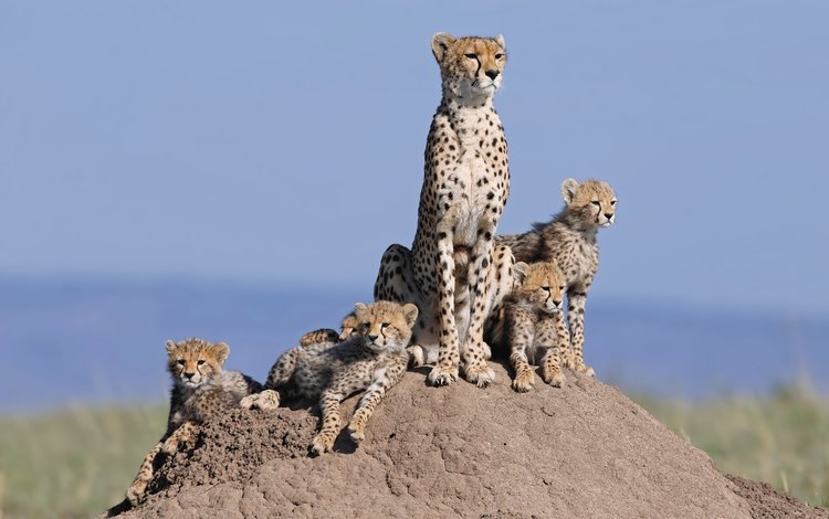 кошки, семья, холм, гепарды, детеныши, семейство, cats, family, hill, cheetahs, cubs