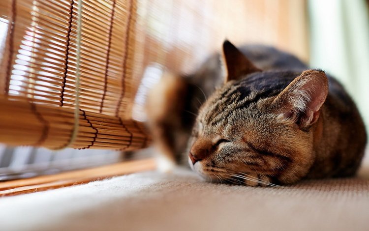 фон, кот, кошка, сон, окно, background, cat, sleep, window