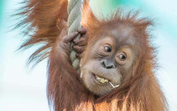 канат, обезьяна, детеныш, орангутан, суматранский орангутан, rope, monkey, cub, orangutan, sumatran orangutan