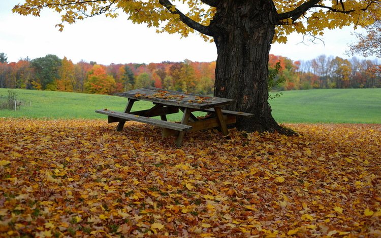 дерево, листья, осень, стол, скамья, tree, leaves, autumn, table, bench