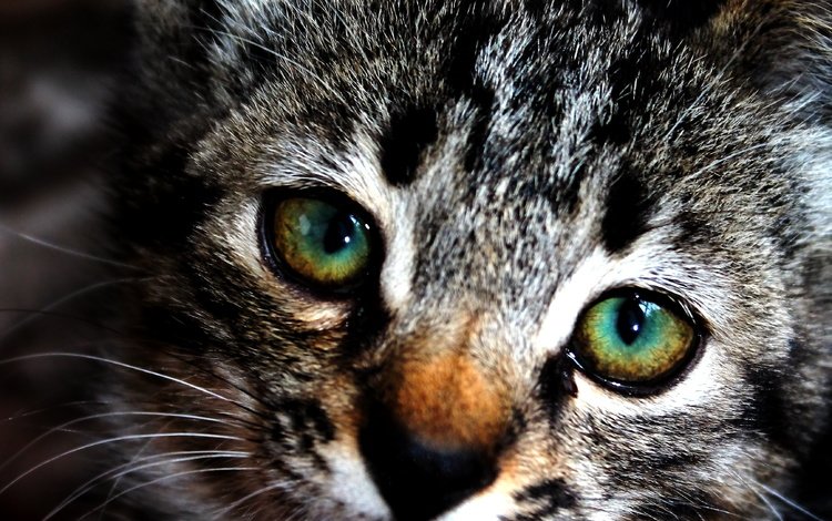 глаза, мордочка, кошка, котенок, eyes, muzzle, cat, kitty