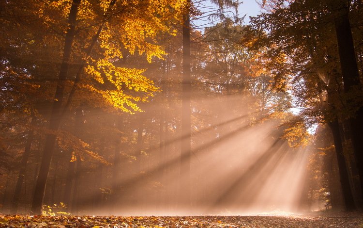 свет, деревья, лес, осень, солнечные лучи, light, trees, forest, autumn, the sun's rays