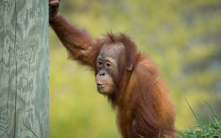обезьяна, детеныш, орангутан, суматранский орангутан, monkey, cub, orangutan, sumatran orangutan