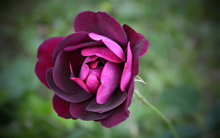 цветок, роза, фиолетовый, боке,  цветы, лиловая, flower, rose, purple, bokeh, flowers