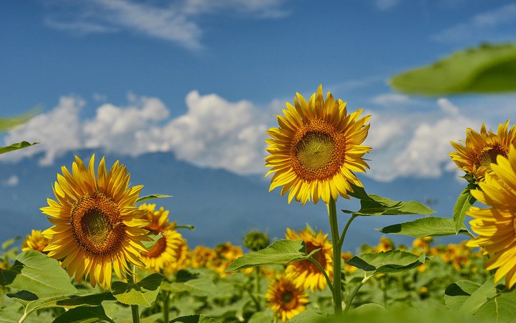 небо, поле, лето, подсолнухи, the sky, field, summer, sunflowers