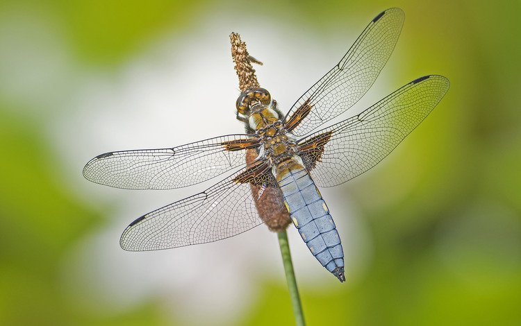 макро, насекомое, крылья, стрекоза, macro, insect, wings, dragonfly