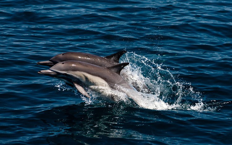 море, брызги, прыжок, пара, дельфины, sea, squirt, jump, pair, dolphins