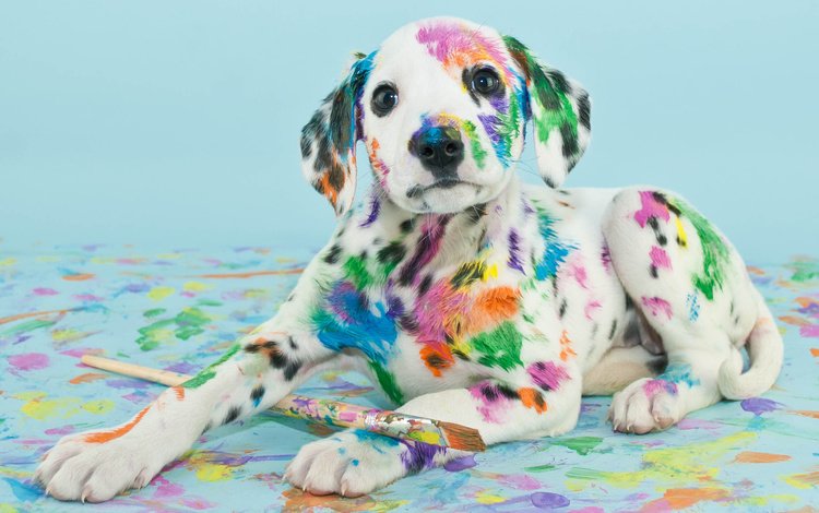 собака, краска, пятна, щенок, далматин, кисть, dog, paint, spot, puppy, dalmatian, brush