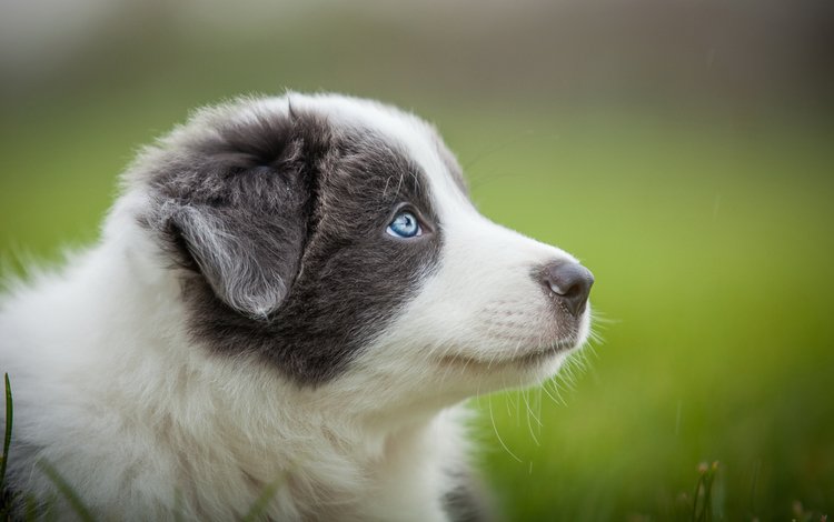 портрет, собака, серый, размытость, щенок, голубые глаза, австралийская овчарка, аусси, portrait, dog, grey, blur, puppy, blue eyes, australian shepherd, aussie