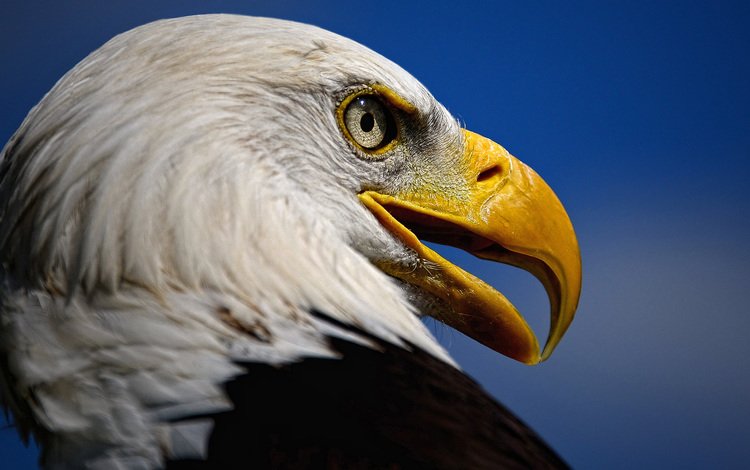 взгляд, орел, хищник, птица, клюв, белоголовый орлан, look, eagle, predator, bird, beak, bald eagle