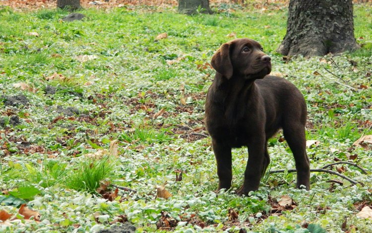 трава, листья, собака, щенок, лабрадор, grass, leaves, dog, puppy, labrador