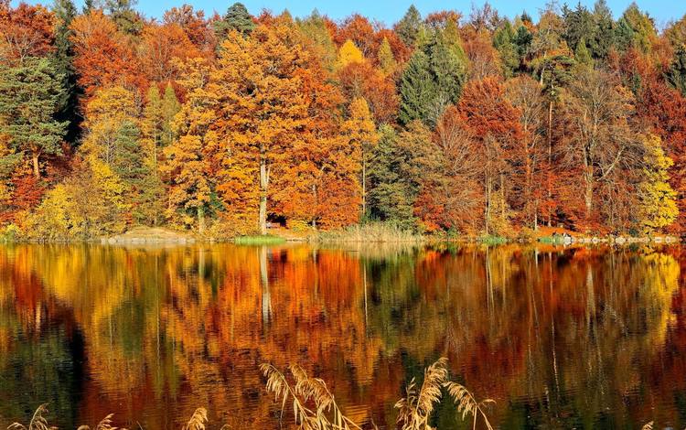 деревья, озеро, лес, листья, отражение, парк, осень, скамья, trees, lake, forest, leaves, reflection, park, autumn, bench