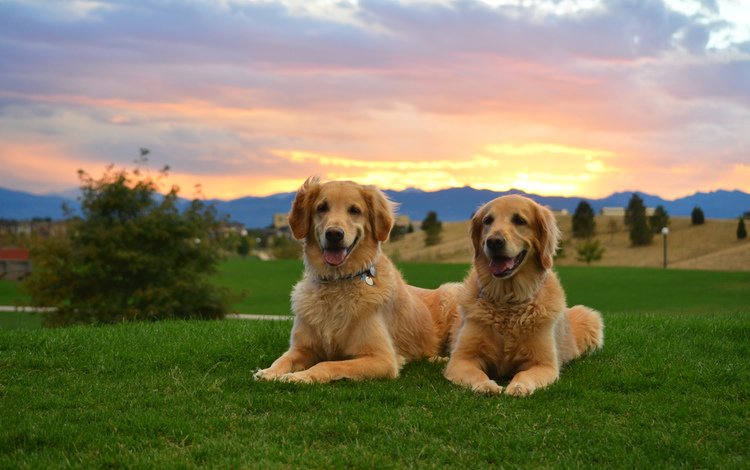 трава, закат, двое, собаки, золотистый ретривер, cобака, grass, sunset, two, dogs, golden retriever, dog