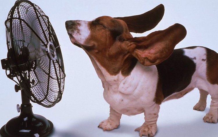 животные, собака, вентилятор, animals, dog, fan