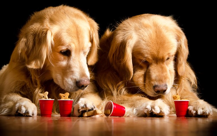 красные, двое, песики, собаки, ретривер, золотистый ретривер, косточки, стаканчики, собачье печенье, dog biscuit, red, two, dogs, retriever, golden retriever, bone, cups