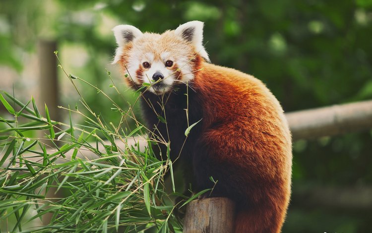 ветки, листва, бамбук, фаерфокс, красная панда, branches, foliage, bamboo, firefox, red panda