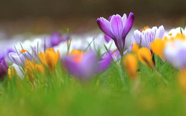 трава, лепестки, весна, крокусы, grass, petals, spring, crocuses