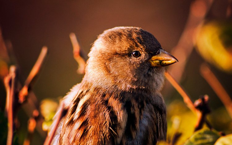 фон, птица, клюв, воробей, background, bird, beak, sparrow